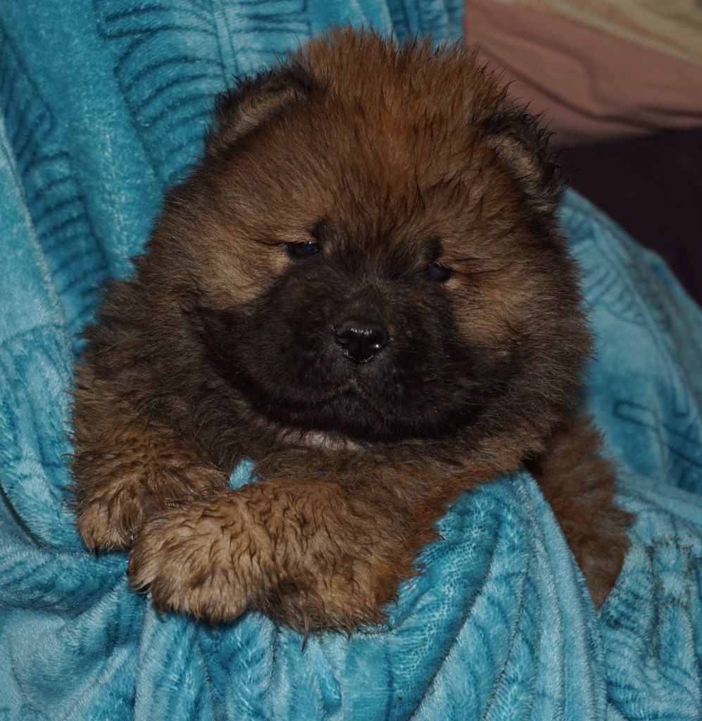 des Bambous de Shunan - Chiot disponible  - Chow Chow