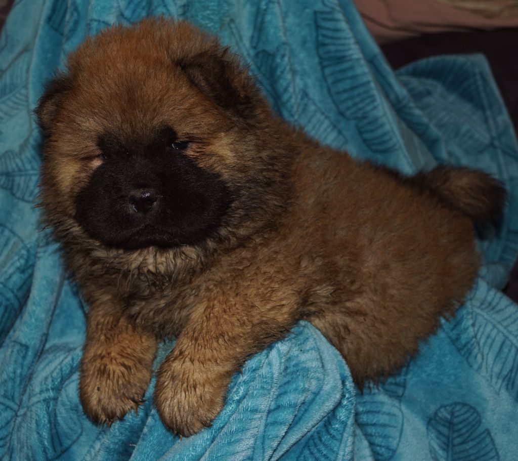 des Bambous de Shunan - Chiot disponible  - Chow Chow