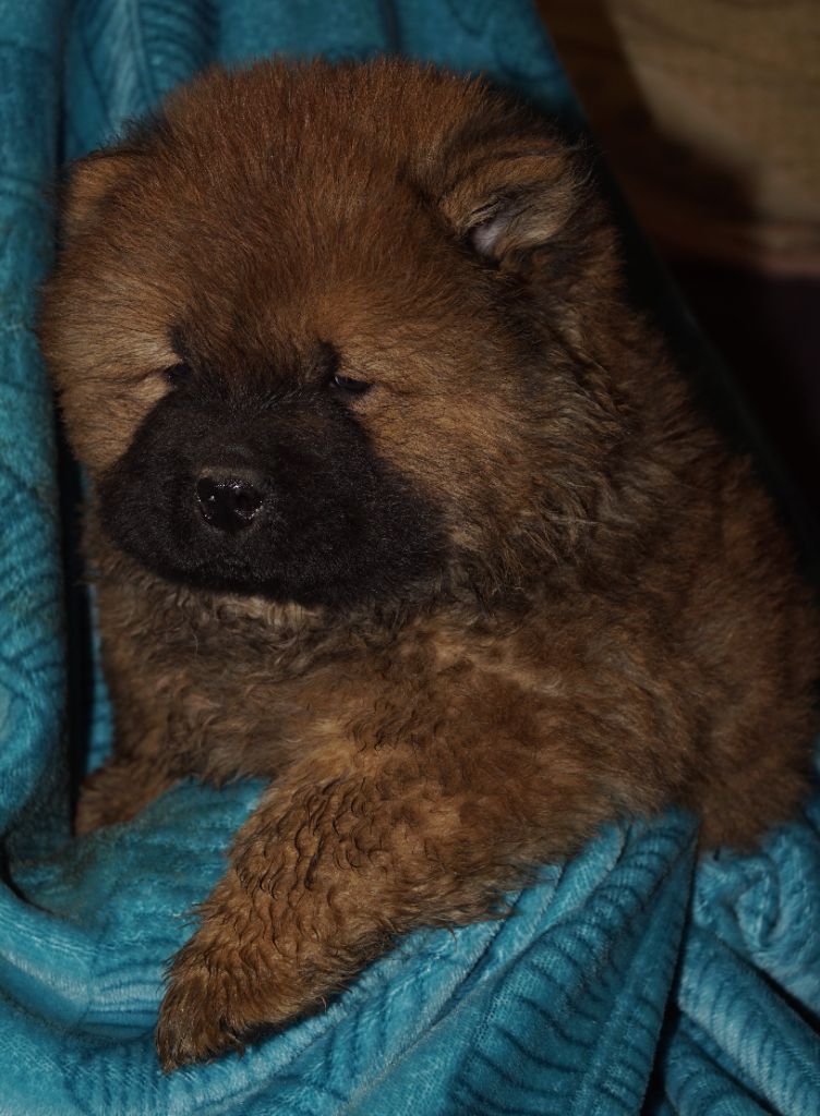 des Bambous de Shunan - Chiot disponible  - Chow Chow