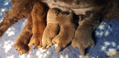 des Bambous de Shunan - Chow Chow - Portée née le 21/08/2024