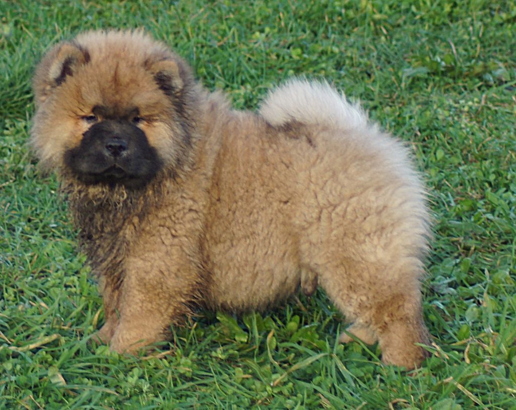 des Bambous de Shunan - Chiot disponible  - Chow Chow