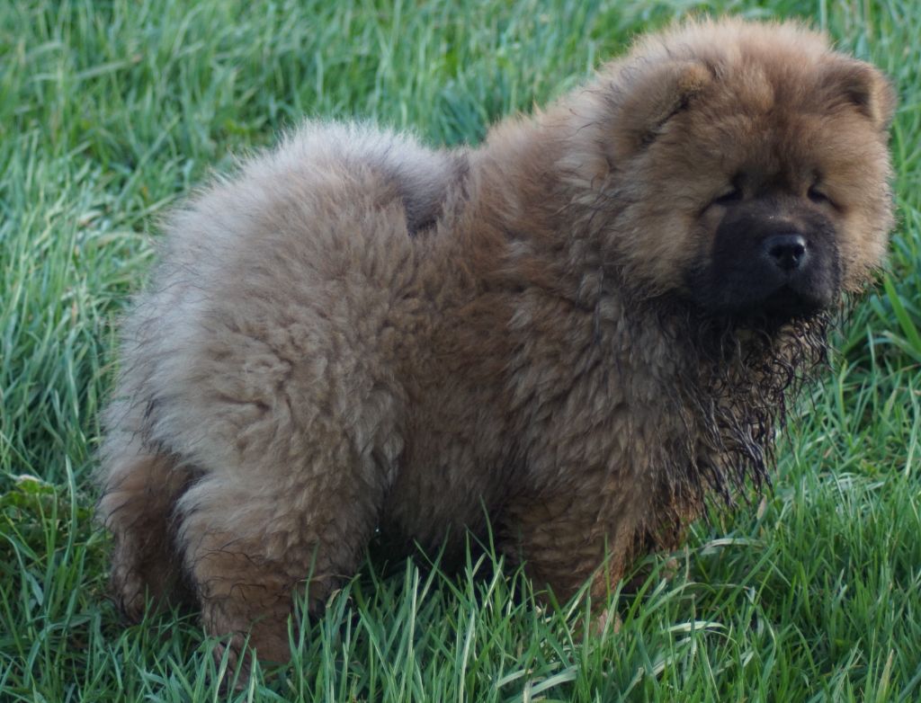 des Bambous de Shunan - Chiot disponible  - Chow Chow