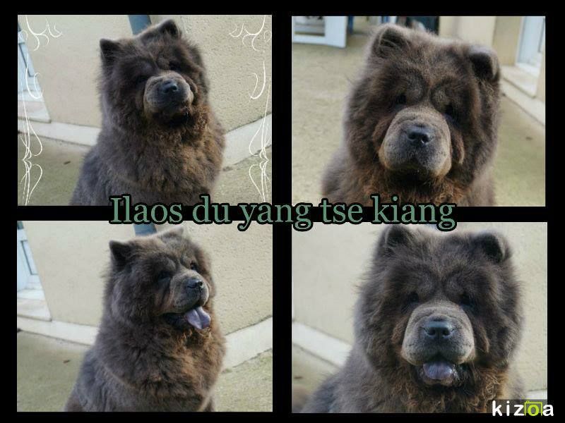 Ilaos du Yang tse Kiang