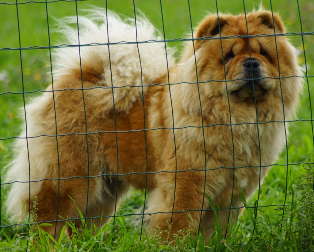 Maho croqui des Bambous de Shunan