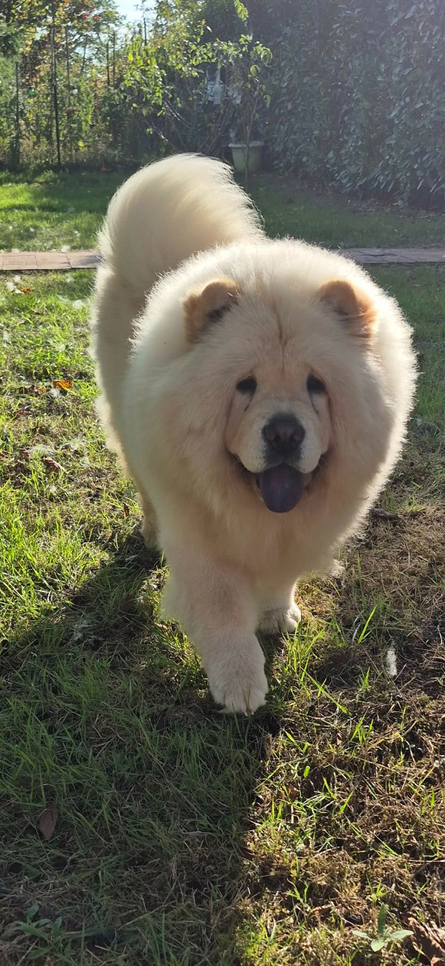 Victoire des Bambous de Shunan
