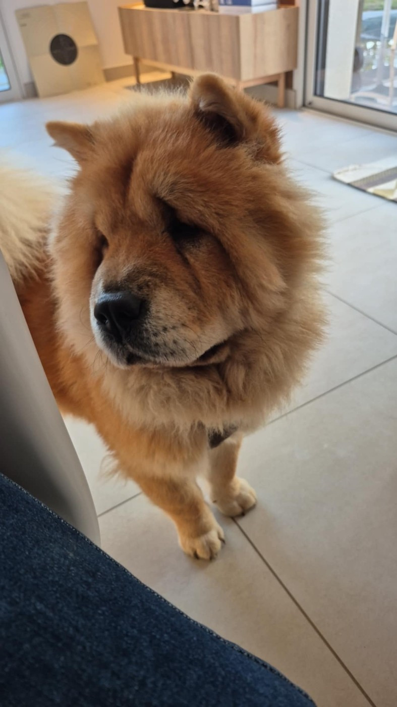 Vahinée des Bambous de Shunan