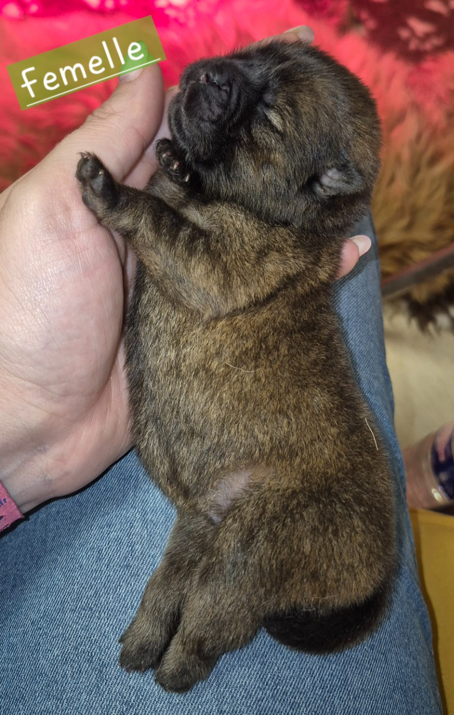 des Bambous de Shunan - Chiots disponibles - Chow Chow