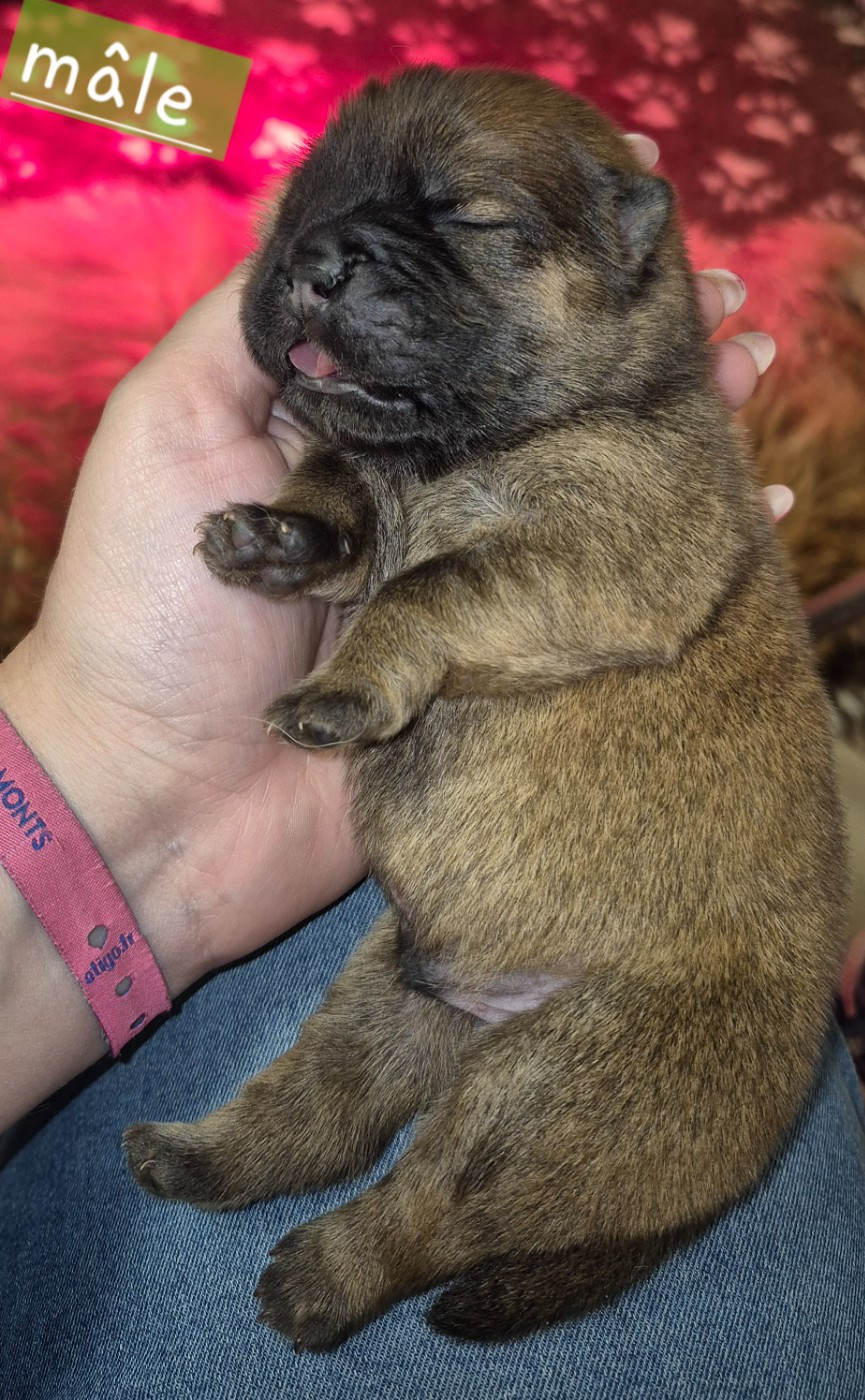 des Bambous de Shunan - Chiots disponibles - Chow Chow