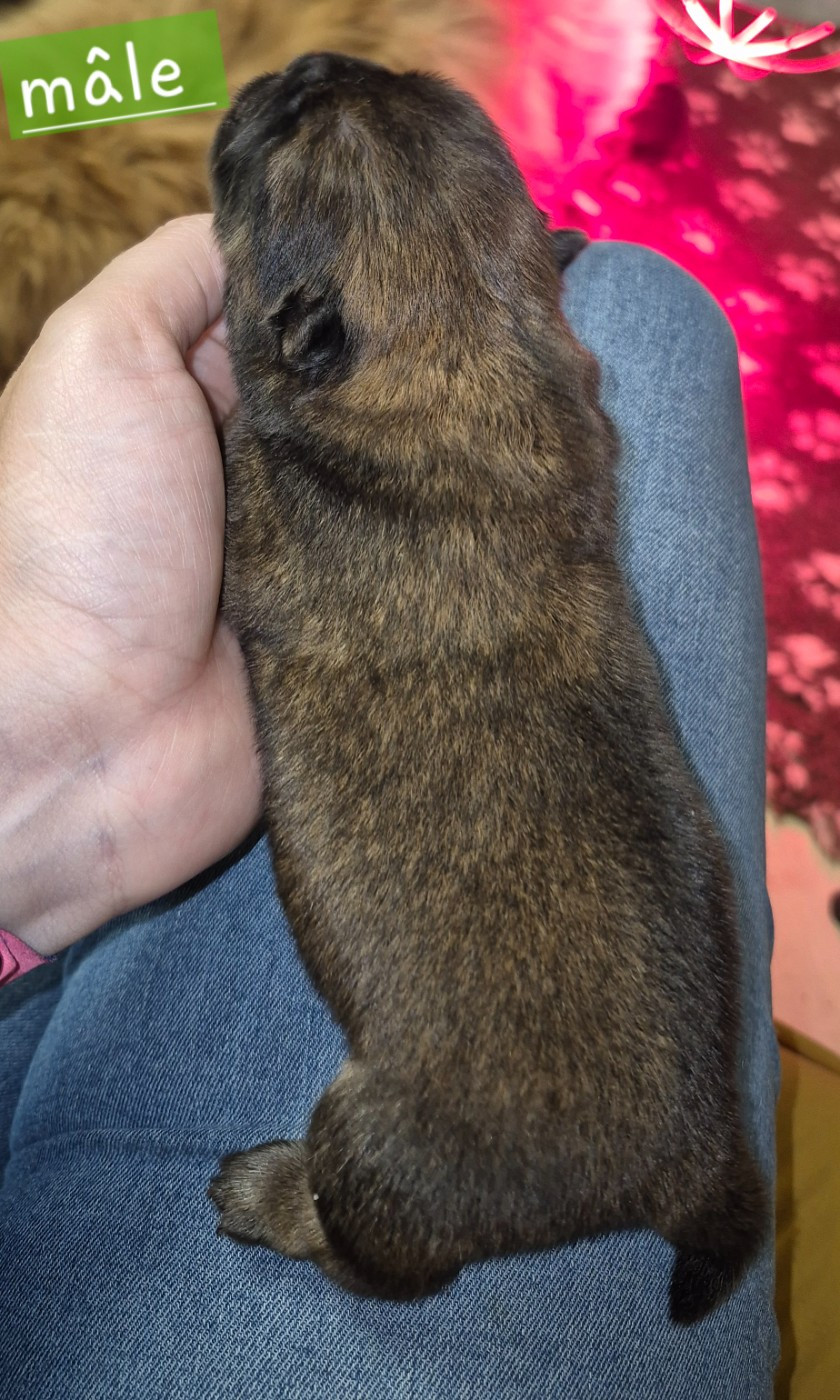 des Bambous de Shunan - Chiots disponibles - Chow Chow