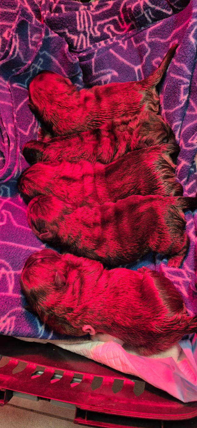 des Bambous de Shunan - Chow Chow - Portée née le 11/12/2025