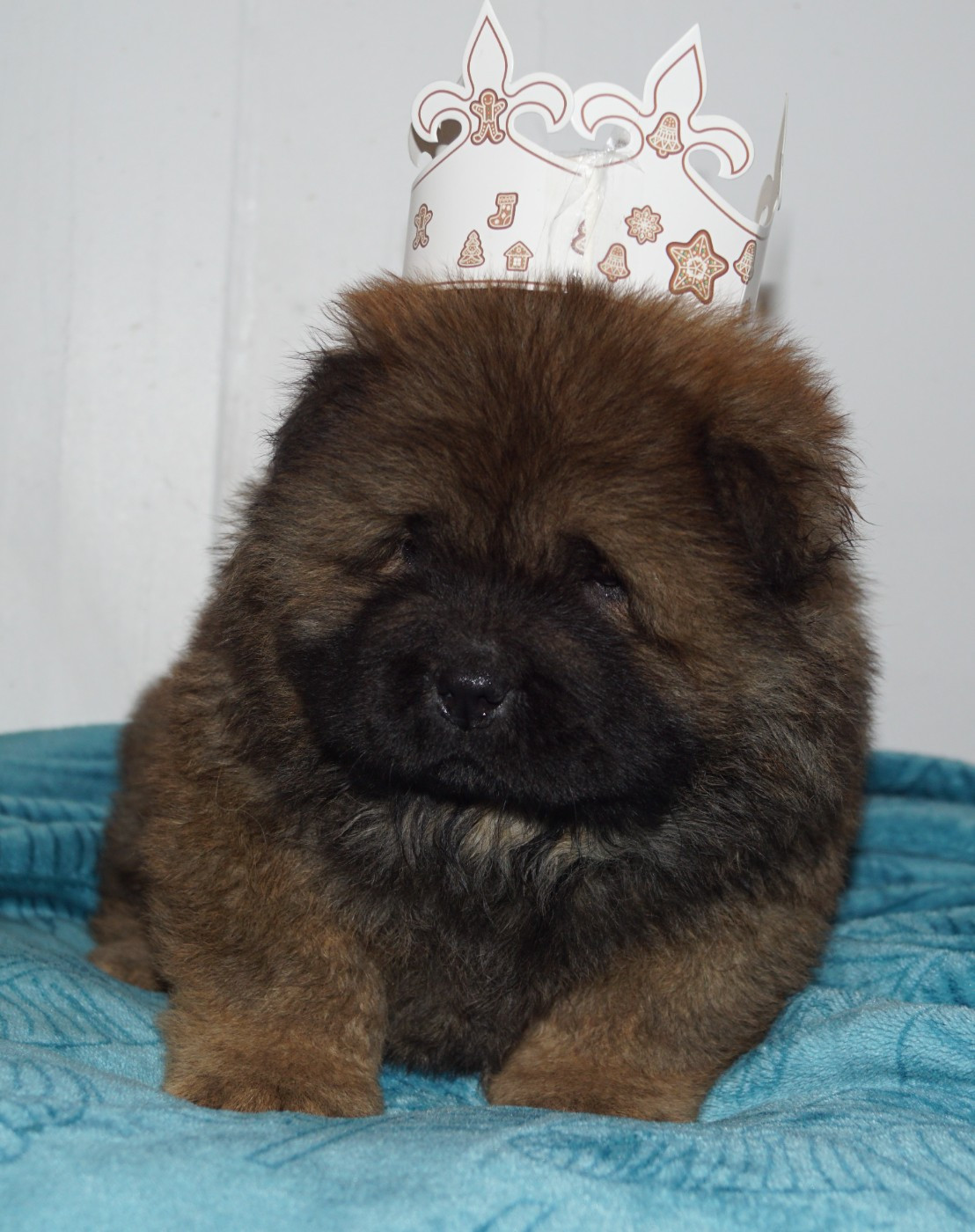 des Bambous de Shunan - Chiots disponibles - Chow Chow
