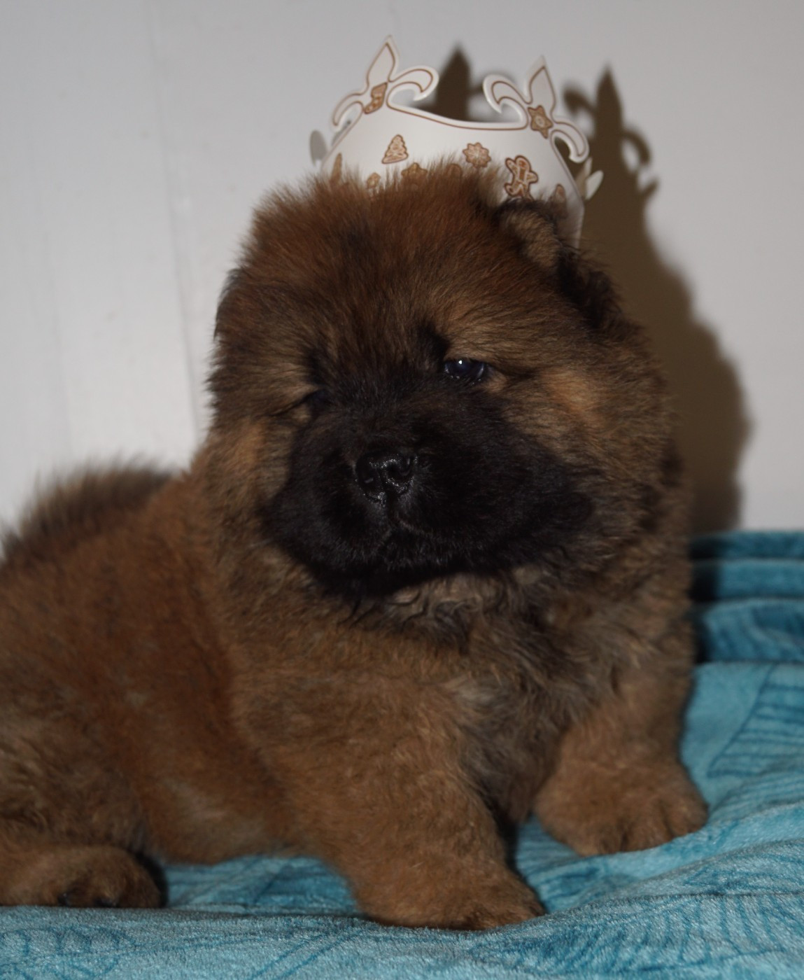 des Bambous de Shunan - Chiots disponibles - Chow Chow