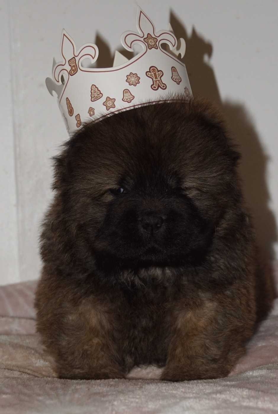 des Bambous de Shunan - Chiots disponibles - Chow Chow