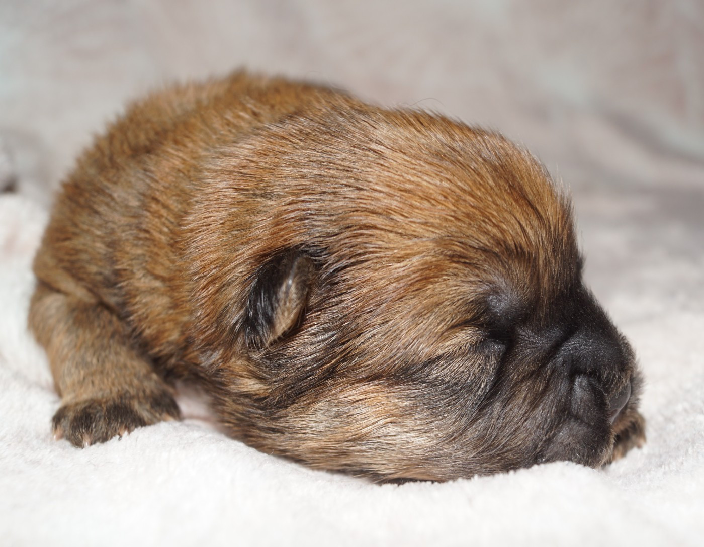 des Bambous de Shunan - Chiots disponibles - Chow Chow