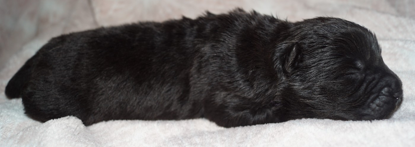 des Bambous de Shunan - Chiots disponibles - Chow Chow