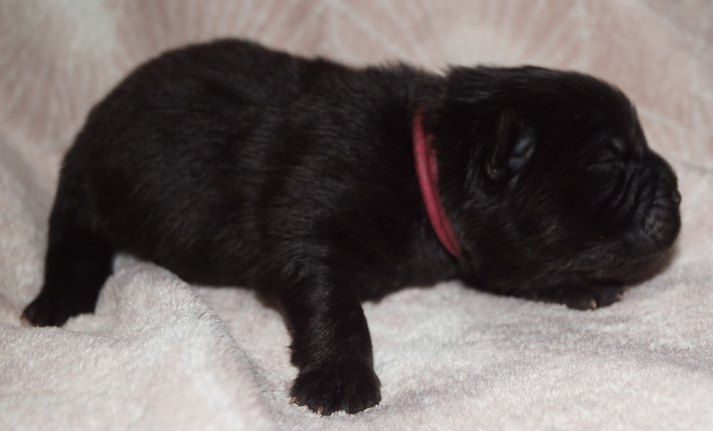 des Bambous de Shunan - Chiots disponibles - Chow Chow