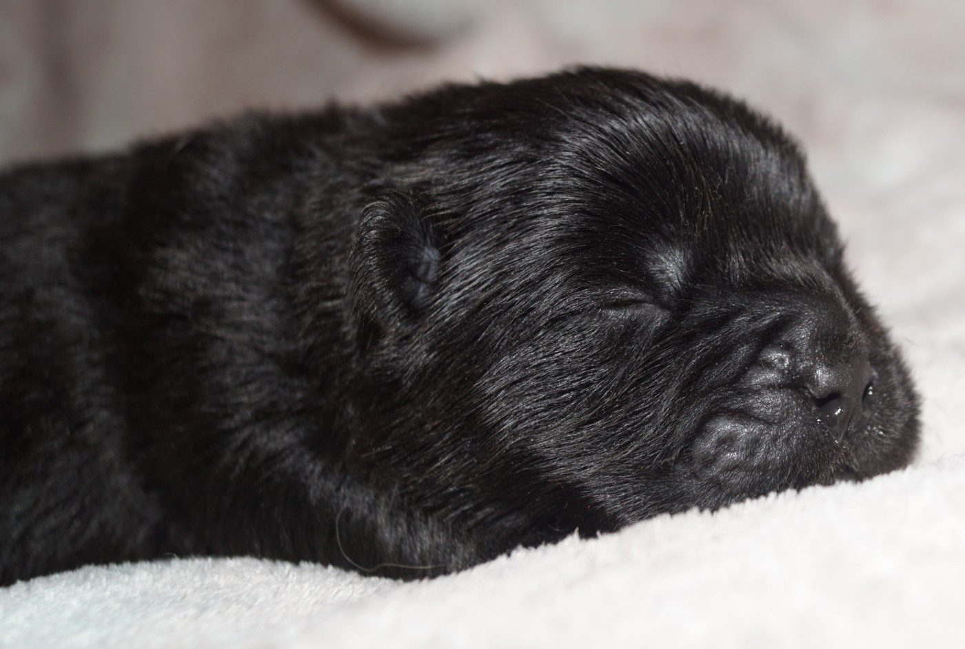 des Bambous de Shunan - Chiots disponibles - Chow Chow