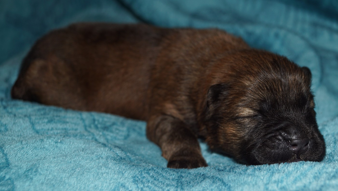 des Bambous de Shunan - Chiots disponibles - Chow Chow