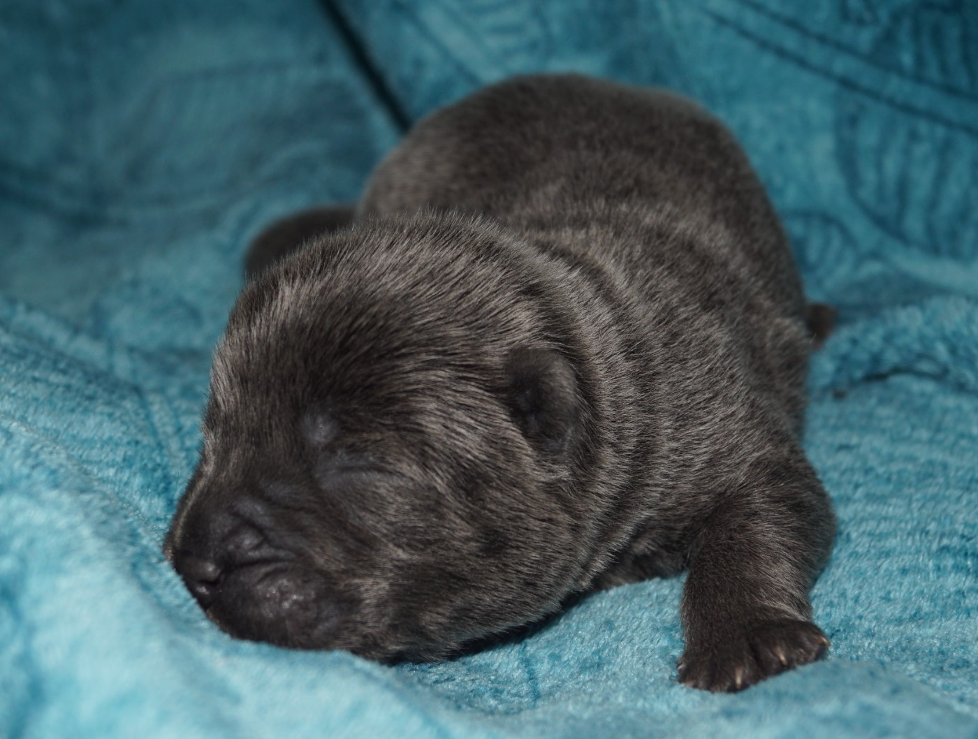 des Bambous de Shunan - Chiots disponibles - Chow Chow