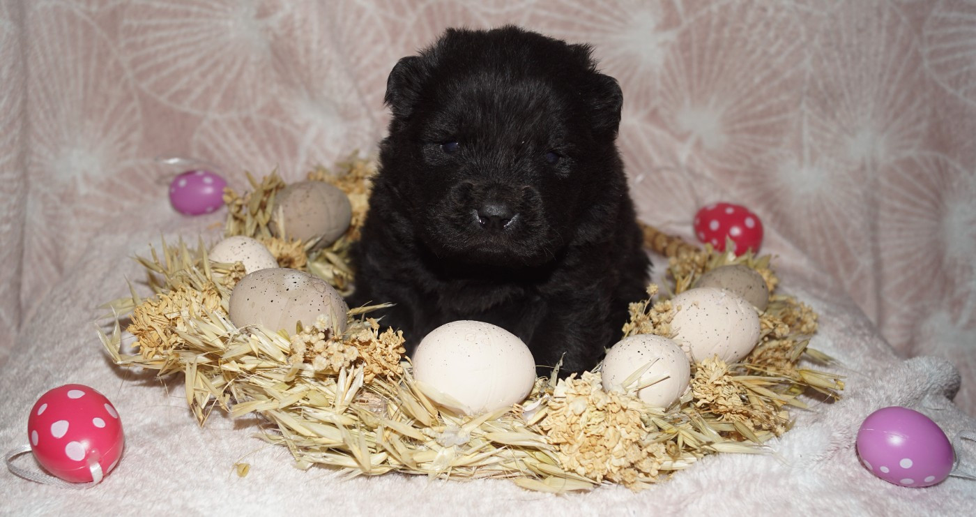 des Bambous de Shunan - Chiots disponibles - Chow Chow