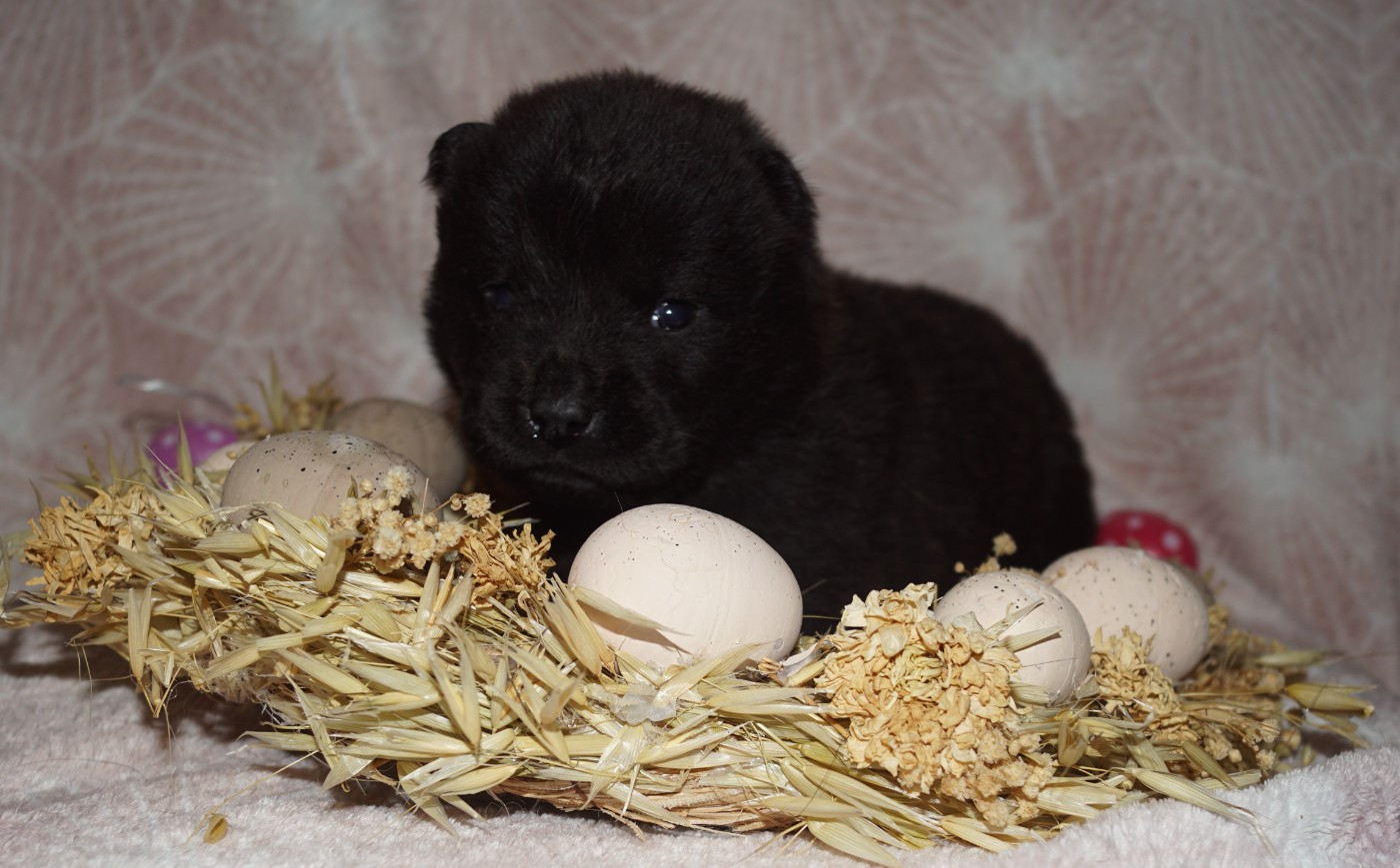 des Bambous de Shunan - Chiots disponibles - Chow Chow