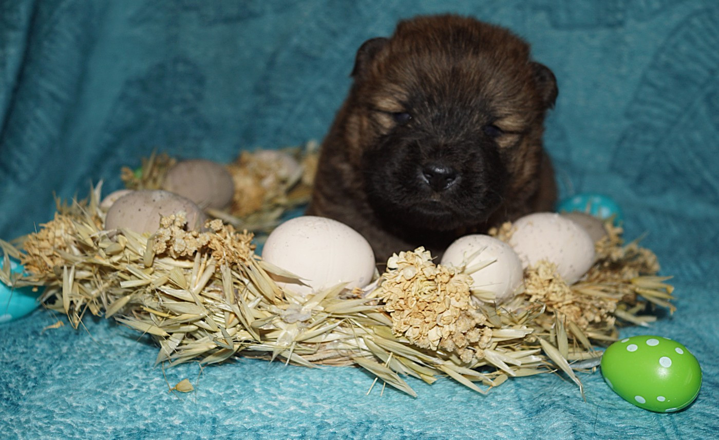 des Bambous de Shunan - Chiots disponibles - Chow Chow
