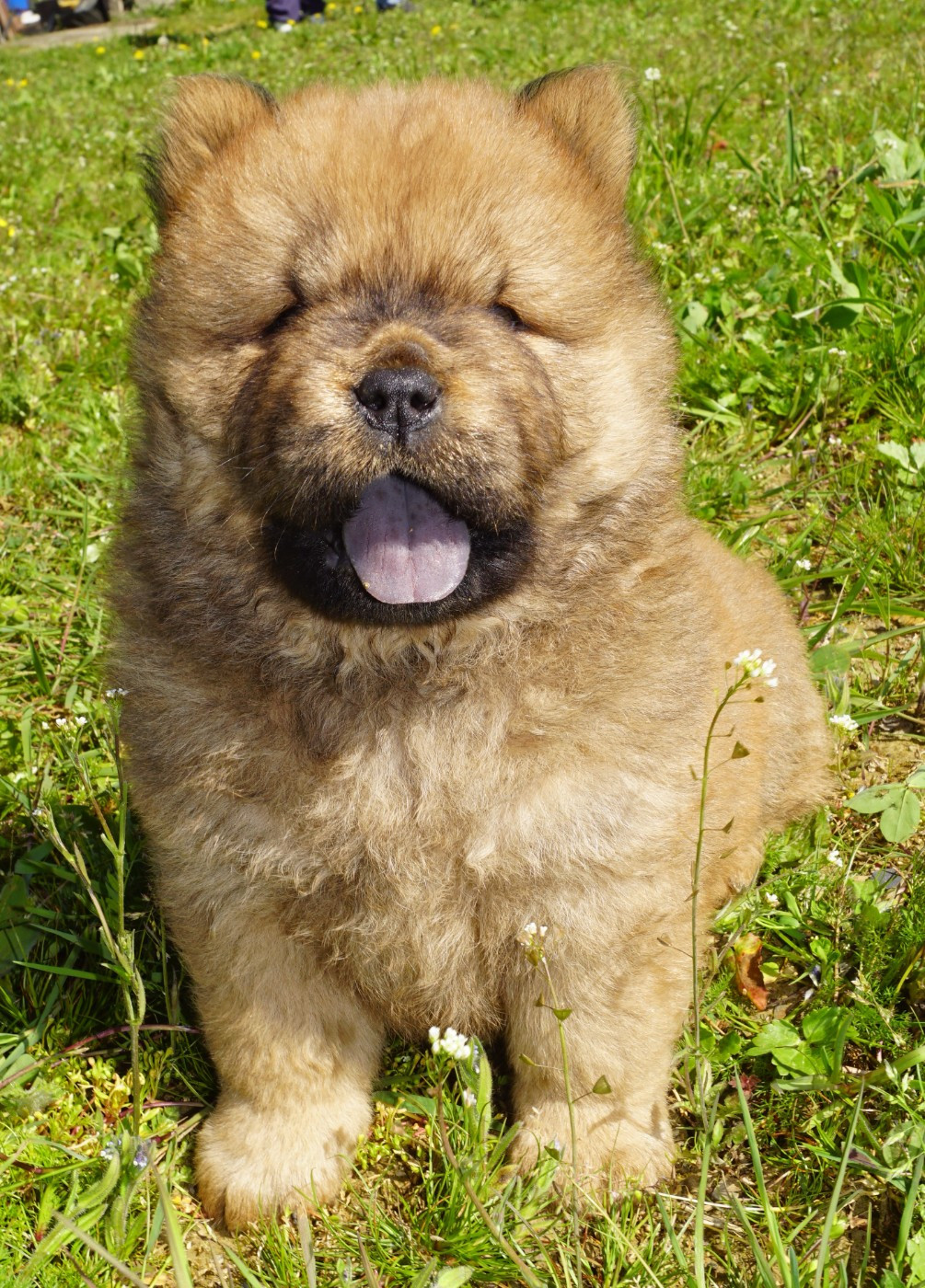 des Bambous de Shunan - Chow Chow - Portée née le 20/02/2026