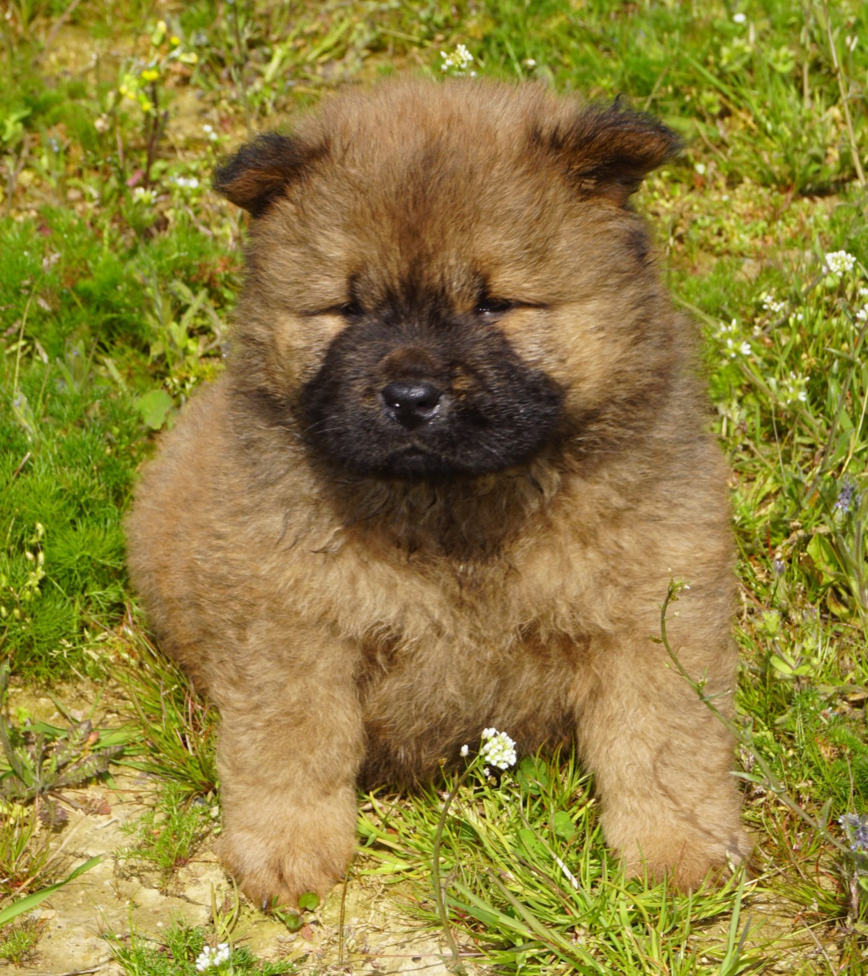 des Bambous de Shunan - Chiots disponibles - Chow Chow