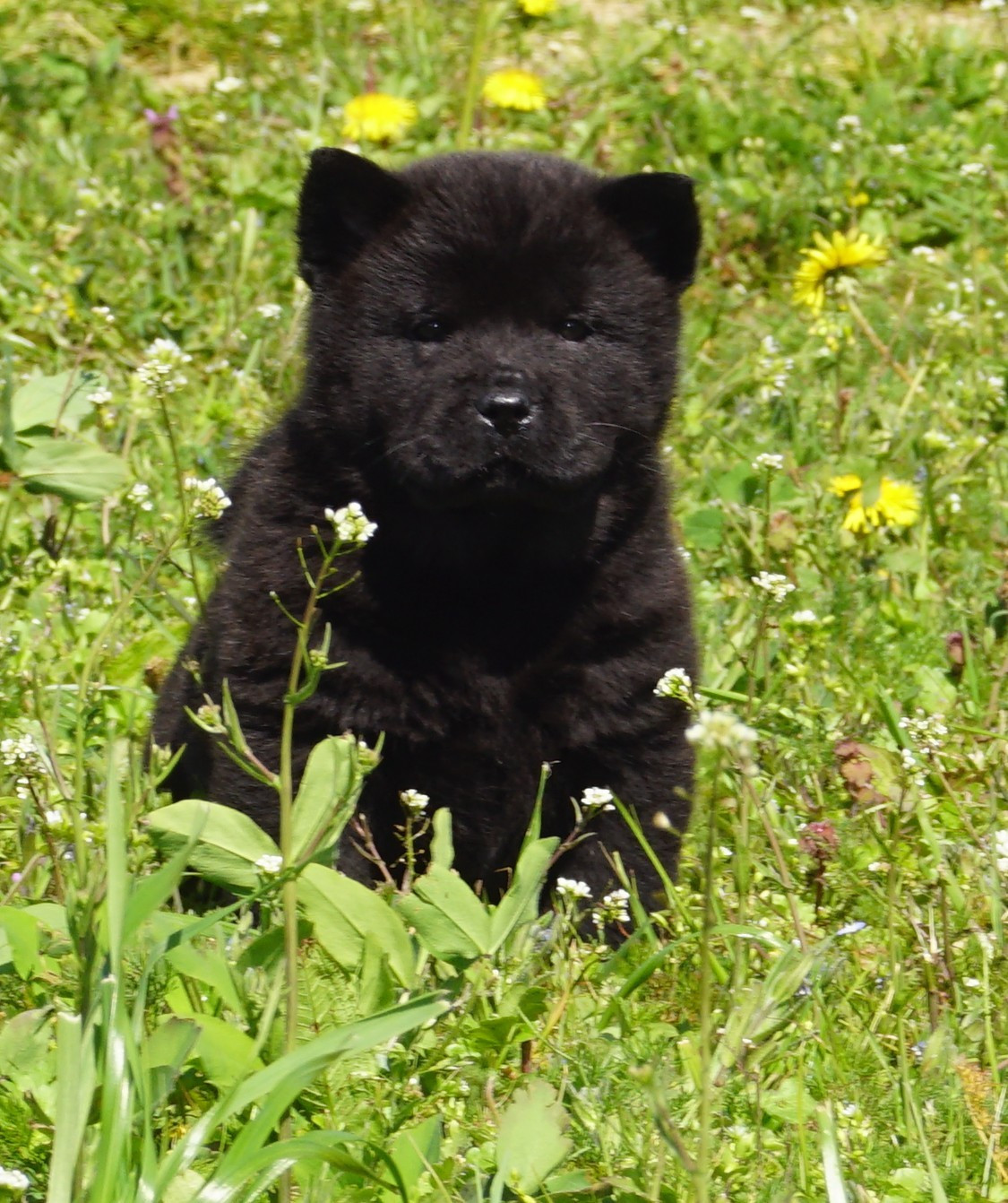 des Bambous de Shunan - Chiots disponibles - Chow Chow