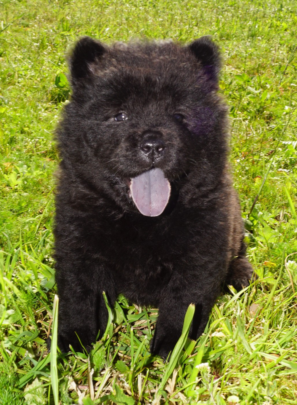 des Bambous de Shunan - Chiots disponibles - Chow Chow