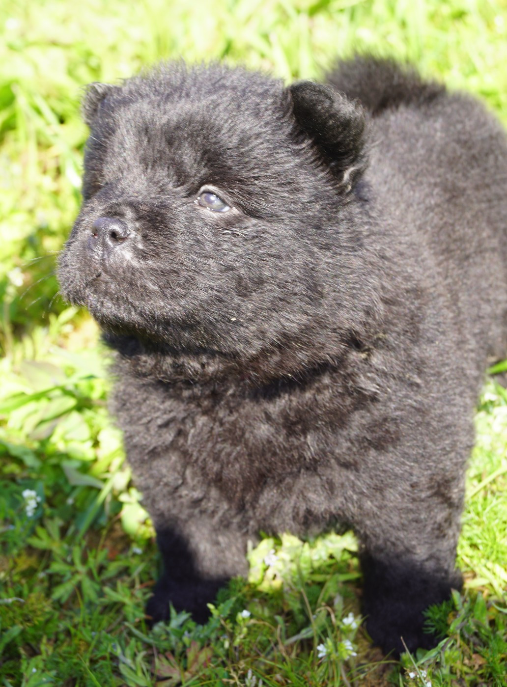 des Bambous de Shunan - Chiots disponibles - Chow Chow