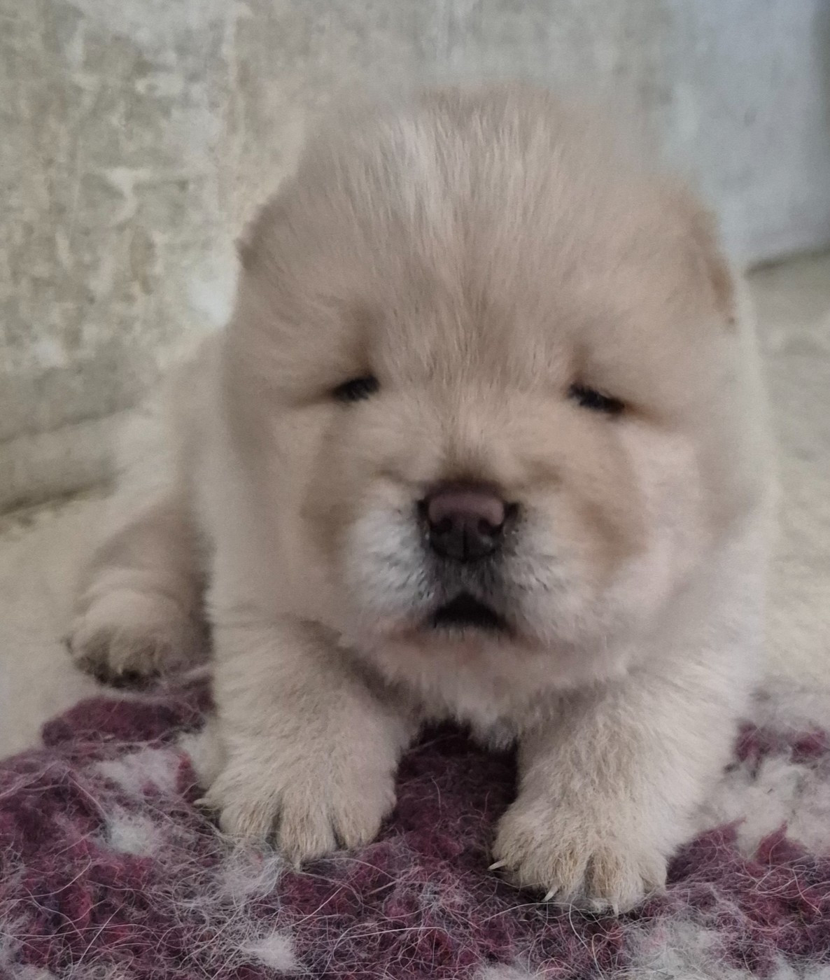 des Bambous de Shunan - Chow Chow - Portée née le 17/06/2026
