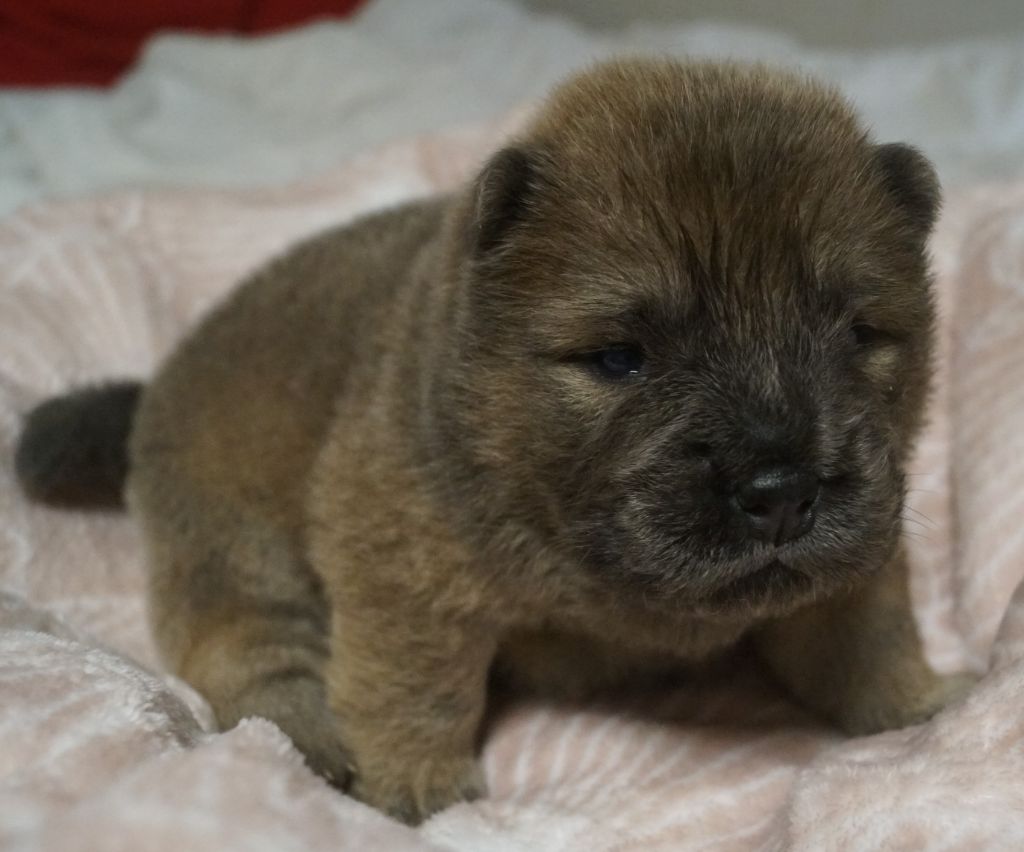 des Bambous de Shunan - Chow Chow - Portée née le 14/10/2021
