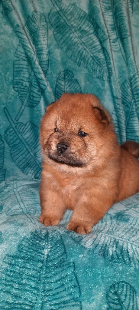 des Bambous de Shunan - Chow Chow - Portée née le 06/12/2022